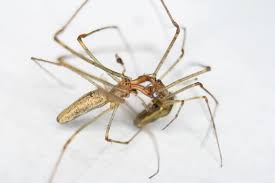 Attēlu rezultāti vaicājumam “Tetragnatha montana”