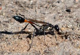 Attēlu rezultāti vaicājumam “Ammophila sp.”