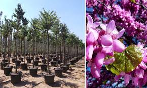 Attēlu rezultāti vaicājumam “Cercis siliquastrum”