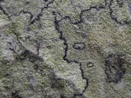 Attēlu rezultāti vaicājumam “Pertusaria flavida”