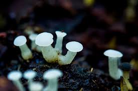 Attēlu rezultāti vaicājumam “Cudoniella acicularis”