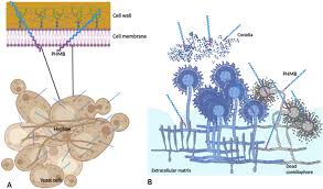 Attēlu rezultāti vaicājumam “Bryum funkii cells”