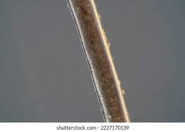 Image result for human hair microscope image