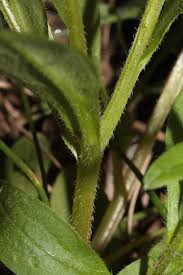 Attēlu rezultāti vaicājumam “Myosotis sparsiflora leaf”