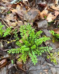 Attēlu rezultāti vaicājumam “Cardamine impatiens”