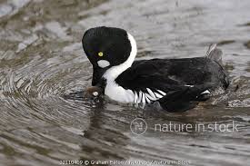 Attēlu rezultāti vaicājumam “Bucephala clangula female”