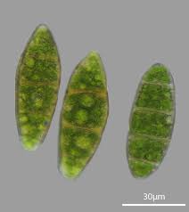 Attēlu rezultāti vaicājumam “Zygodon rupestris”