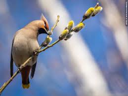 Attēlu rezultāti vaicājumam “Bombycilla garrulus adult”