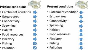 Image result for Rhabdosargus holubi