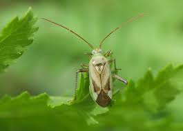 Attēlu rezultāti vaicājumam “Adelphocoris lineolatus imago”