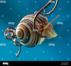 Attēlu rezultāti vaicājumam “Cepaea nemoralis”