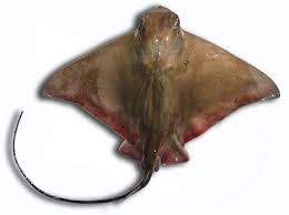 Image result for Myliobatis aquila