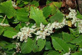 Attēlu rezultāti vaicājumam “Reynoutria sachalinensis leaf”