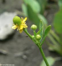 Attēlu rezultāti vaicājumam “Ranunculus sceleratus fruit”