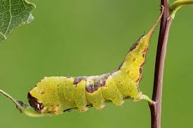 Attēlu rezultāti vaicājumam “Furcula bifida”