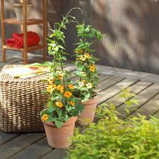 Image result for schwarzäugige Susanne