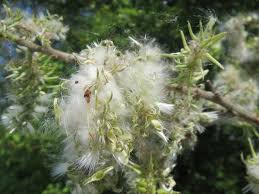 Attēlu rezultāti vaicājumam “Salix caprea fruit”