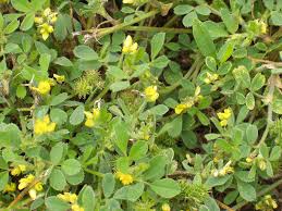 Attēlu rezultāti vaicājumam “Medicago”