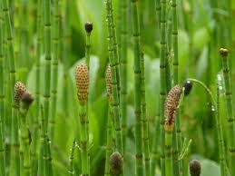 Attēlu rezultāti vaicājumam “Equisetum fluviatile”