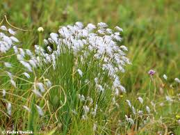Attēlu rezultāti vaicājumam “Trichophorum alpinum flower”
