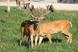 Image result for Big Bucks High Rollers