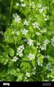 Image result for Kerbel