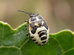 Attēlu rezultāti vaicājumam “Eurydema oleracea”
