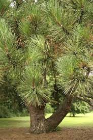 Attēlu rezultāti vaicājumam “Pinus nigra”