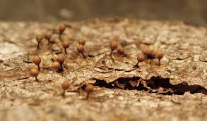 Attēlu rezultāti vaicājumam “Trichia ambigua macro”