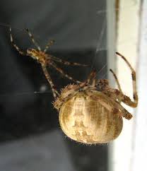 Attēlu rezultāti vaicājumam “Araneus diadematus eggs”