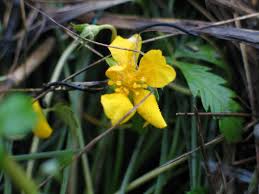 Attēlu rezultāti vaicājumam “Argentina anserina bud”