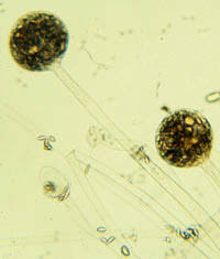 Attēlu rezultāti vaicājumam “Spinellus fusiger”