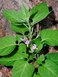 Attēlu rezultāti vaicājumam “Solanum dulcamara flower”
