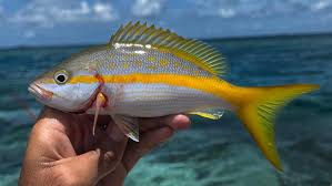 Image result for Ocyurus chrysurus