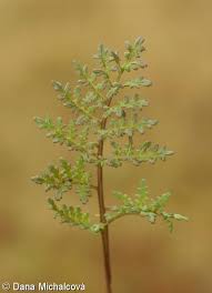 Attēlu rezultāti vaicājumam “Pedicularis palustris subsp. opsiantha”