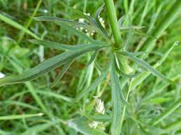 Attēlu rezultāti vaicājumam “Ranunculus acris leaf”
