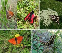 Attēlu rezultāti vaicājumam “Coenonympha arcania underside”