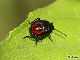 Attēlu rezultāti vaicājumam “Zicrona caerulea”