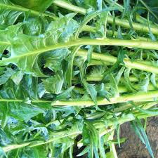 Image result for Zichorie