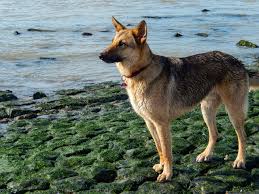 Attēlu rezultāti vaicājumam “Canis lupus familiaris”