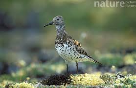 Image result for Calidris tenuirostris