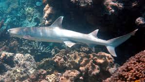 Image result for Triaenodon obesus