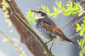 Image result for Turdus eunomus