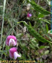 Attēlu rezultāti vaicājumam “Lathyrus latifolius fruit”