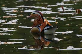 Attēlu rezultāti vaicājumam “Aix galericulata male”