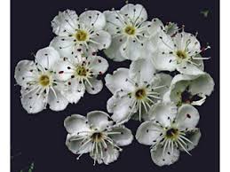 Attēlu rezultāti vaicājumam “Crataegus macracantha flower”