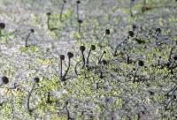 Attēlu rezultāti vaicājumam “Calicium viride”