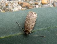 Attēlu rezultāti vaicājumam “Agonopterix heracliana”