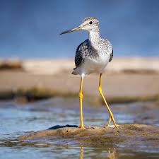 Image result for Tringa melanoleuca