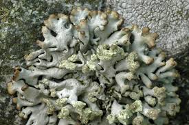 Attēlu rezultāti vaicājumam “Hypogymnia tubulosa”